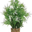 Zolux Ornament Pastic Plant Op Stenen Neutraal Assorti