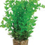 Zolux Ornament Pastic Plant Op Stenen Neutraal Assorti