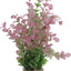 Zolux Ornament Pastic Plant Op Stenen Vrolijk Assorti