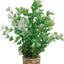 Zolux Ornament Pastic Plant Op Stenen Vrolijk Assorti