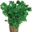 Zolux Ornament Pastic Plant Op Stenen Vrolijk Assorti