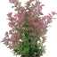 Zolux Ornament Pastic Plant Op Stenen Puntig Assorti