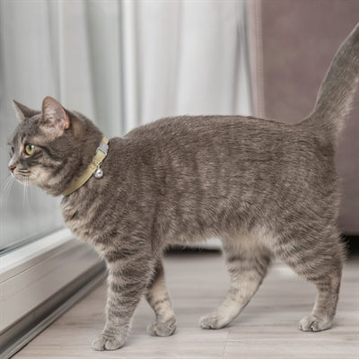 Trixie Kattenhalsband Katoenlook Assorti 20-30X1 Cm