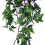 Komodo Philodendron Plant